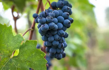 Image of Sangiovese